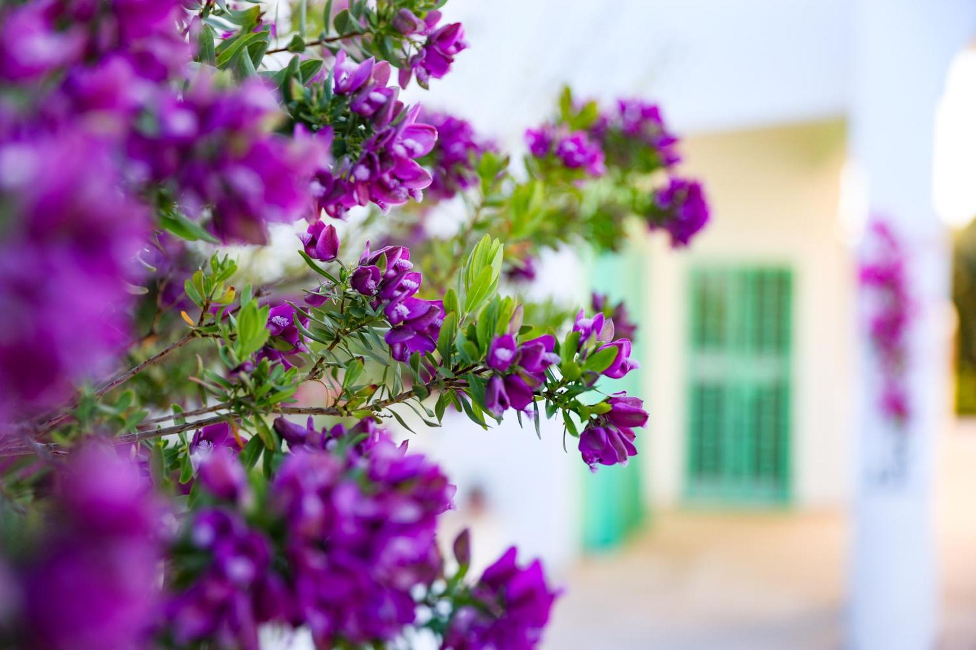Villa Mina Ostuni Esterno foto